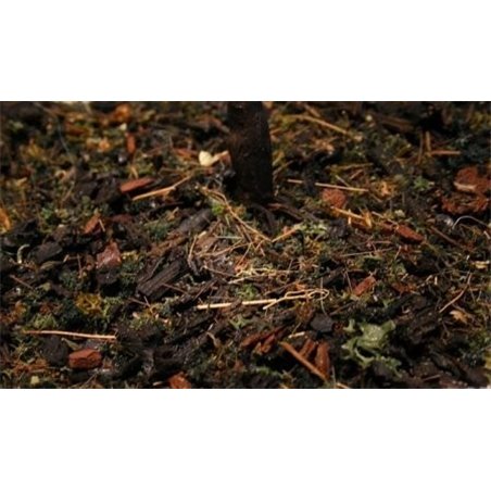 Forest-in-a-Pot - 80ml bosque oscuro